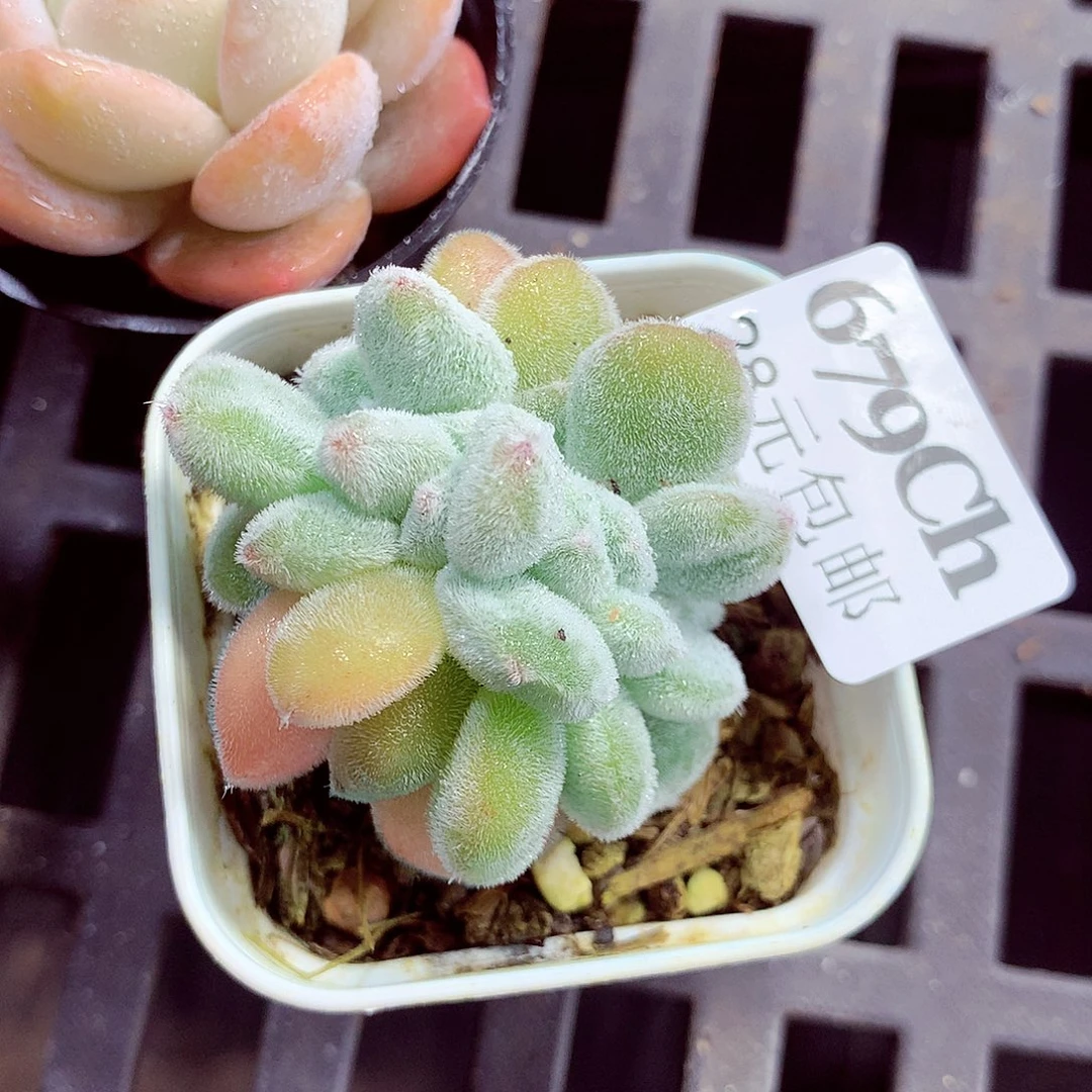 5厘米盆精控多肉679