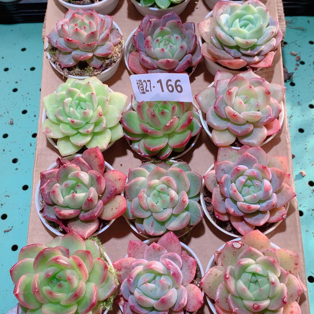 27-166一物一拍多肉带盆18颗