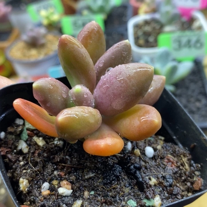 金蝉，锦基因的带盆发啊