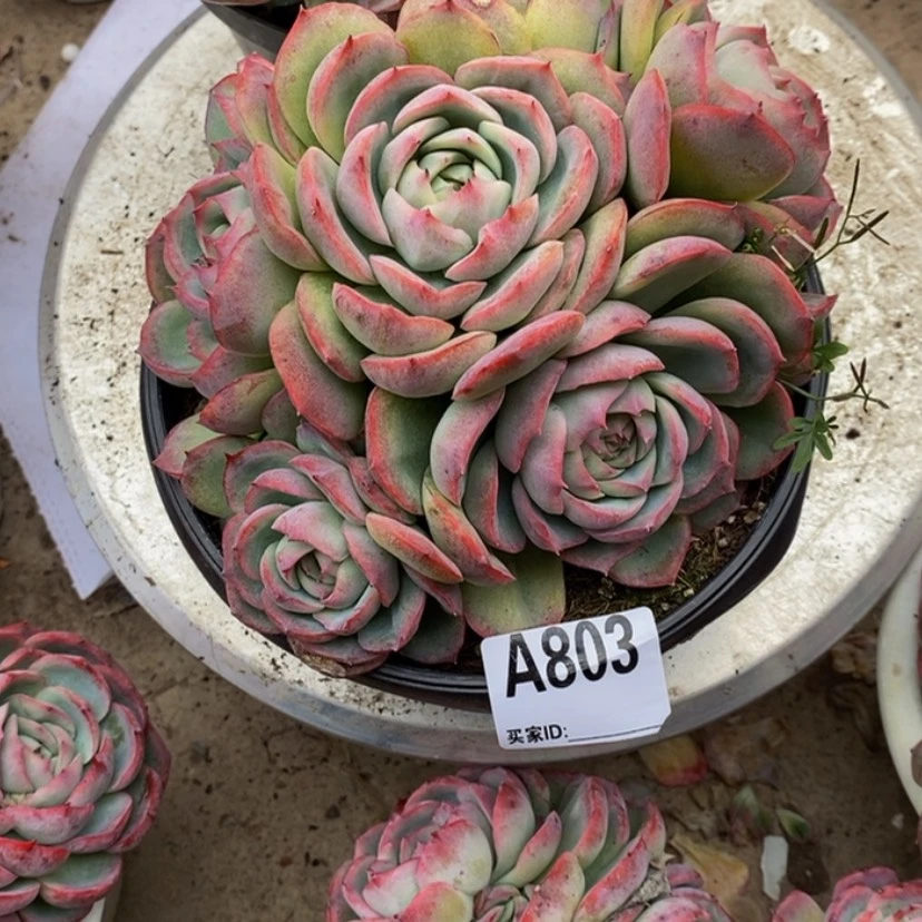 【闪购商品】?****多肉植物的