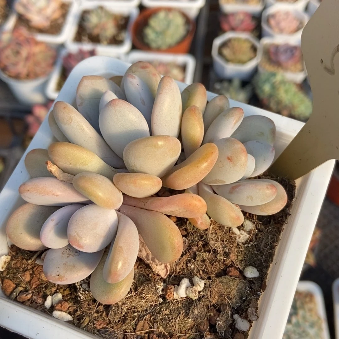 527粉兔多肉植物保护