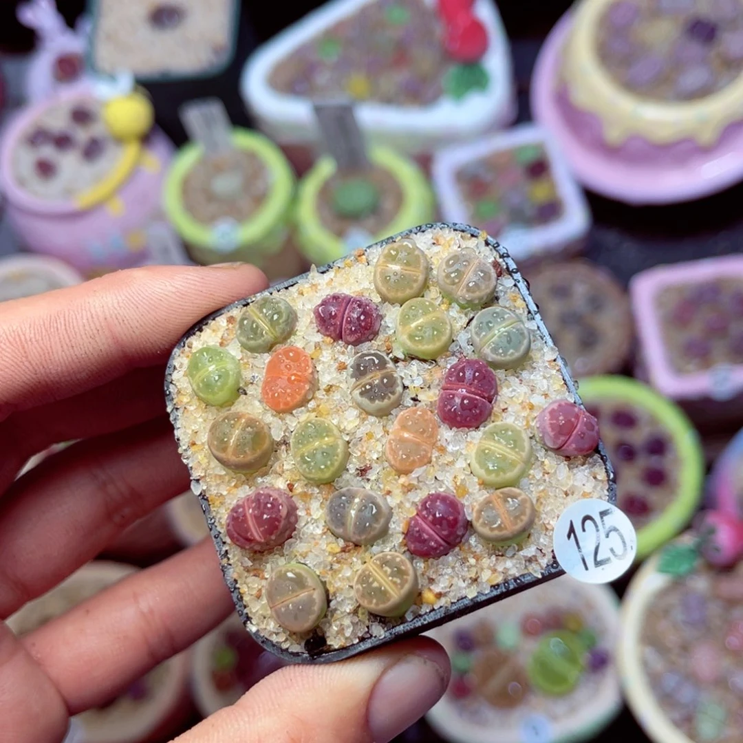 125生石花带盆发