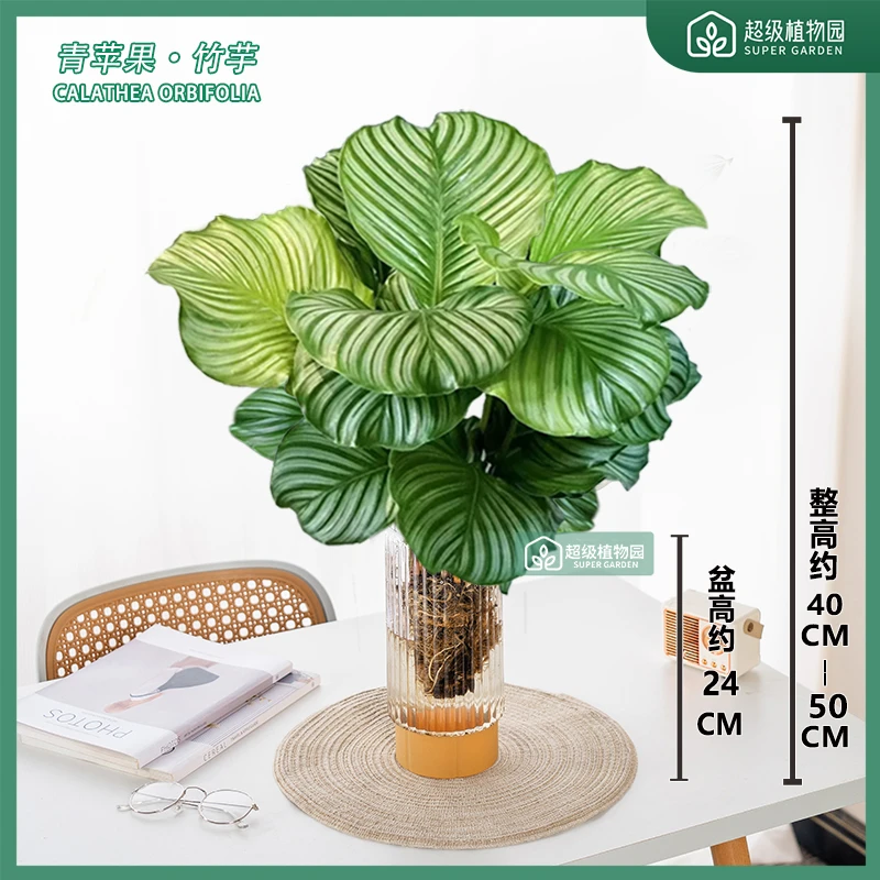 青苹果竹芋水培绿植室内办公桌四季常青好养喜阴净化空气