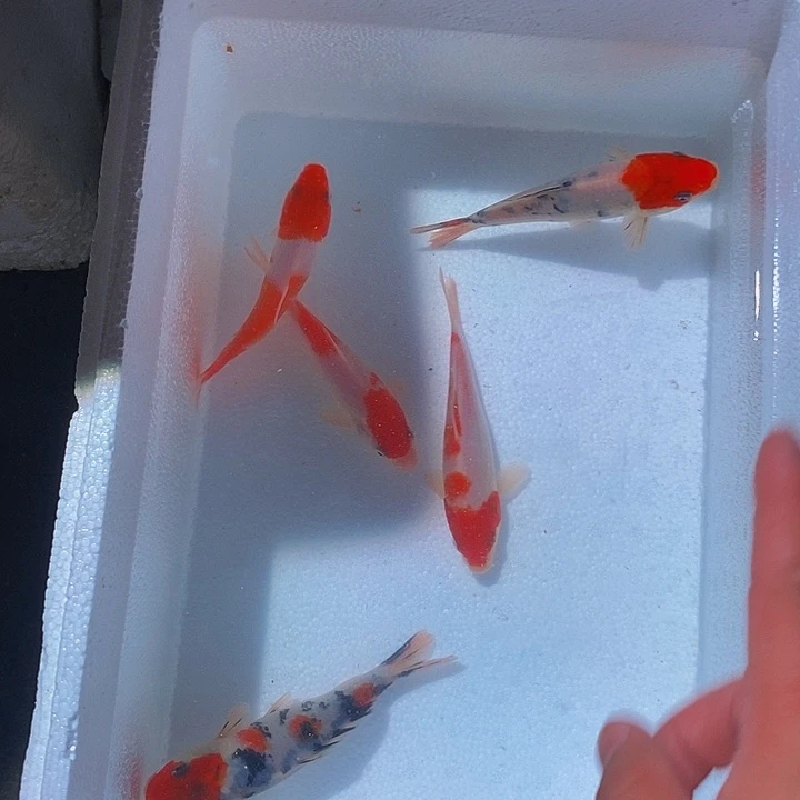 锦鲤锦鲤活鱼开箱包活