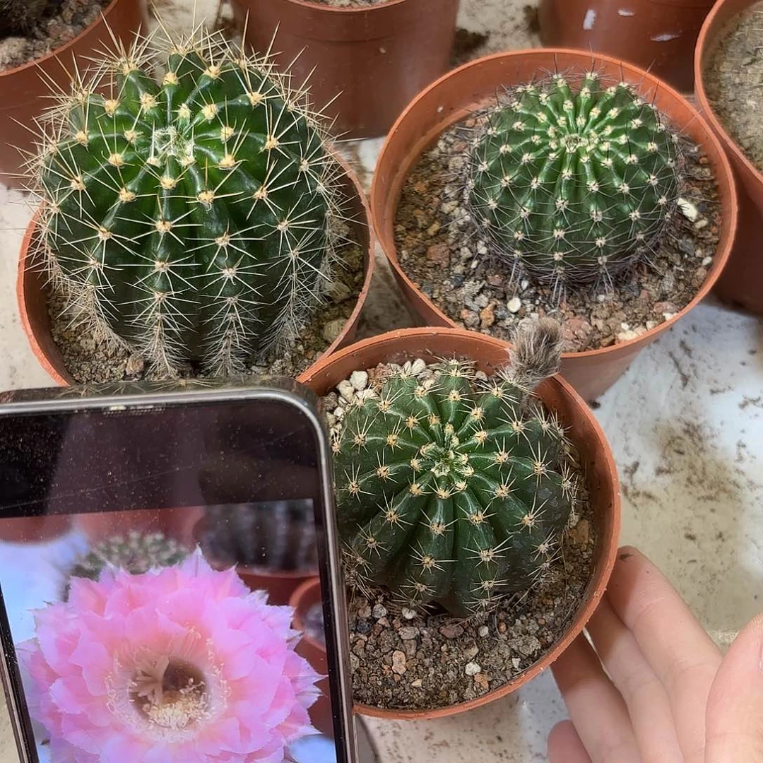 闲****3彩草珊瑚，蛋挞，51号