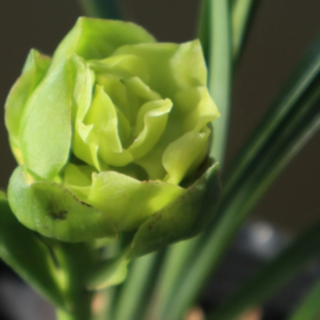 秋芝【皇后牡丹】奇花叠瓣浓香