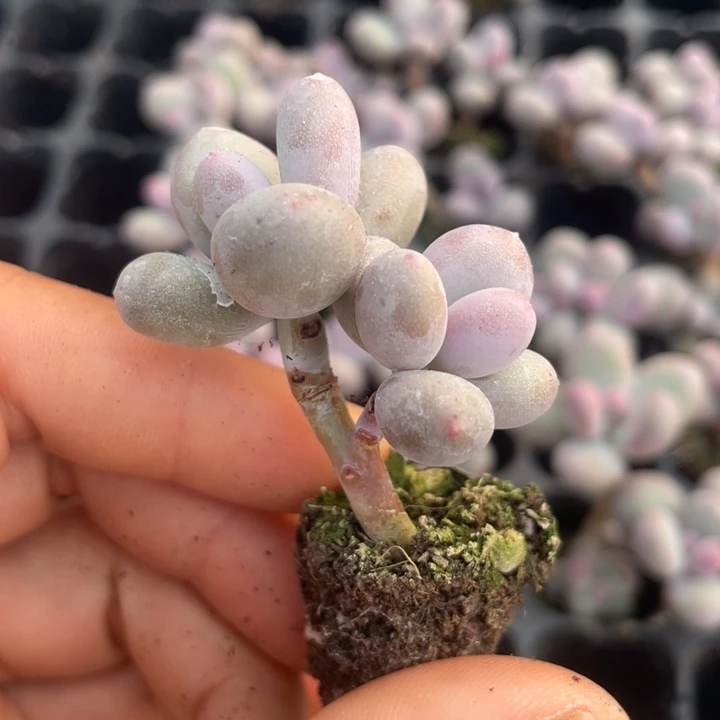 一物一拍满18包邮