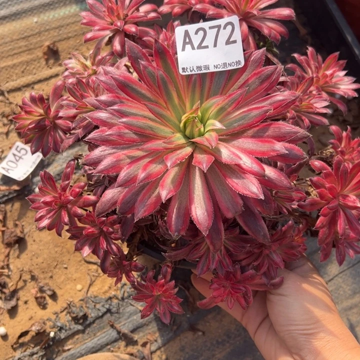 朱雀微瑕多肉植物272.