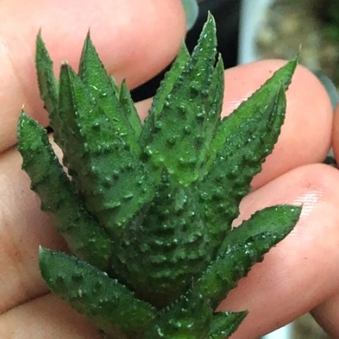 松挲掌硬叶无根哈哈哈