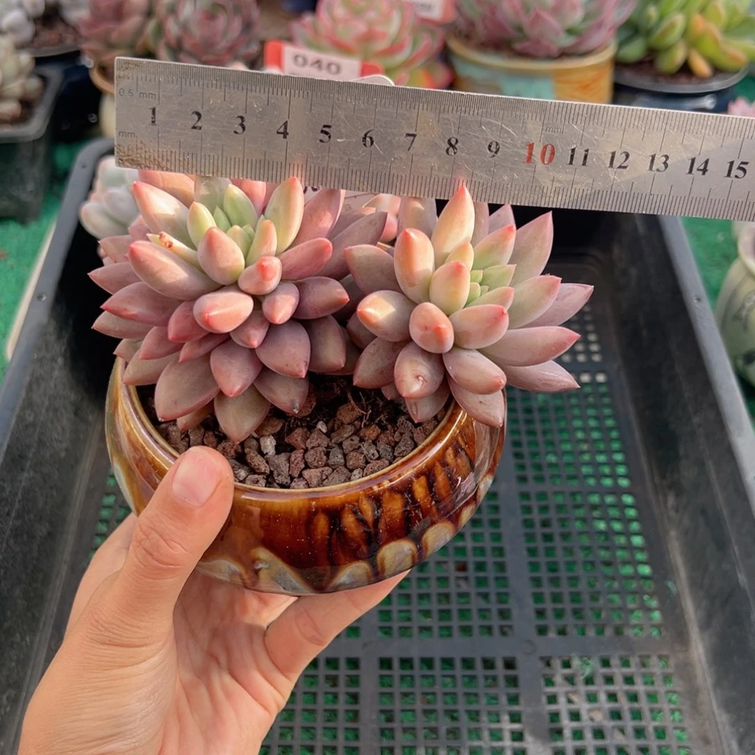 表妹精品多肉植物115.