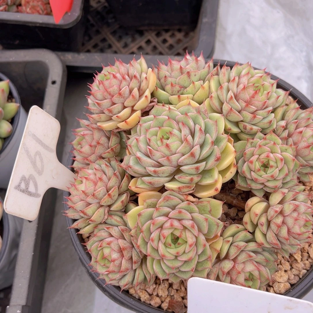 福利来了来了来了来啦来了