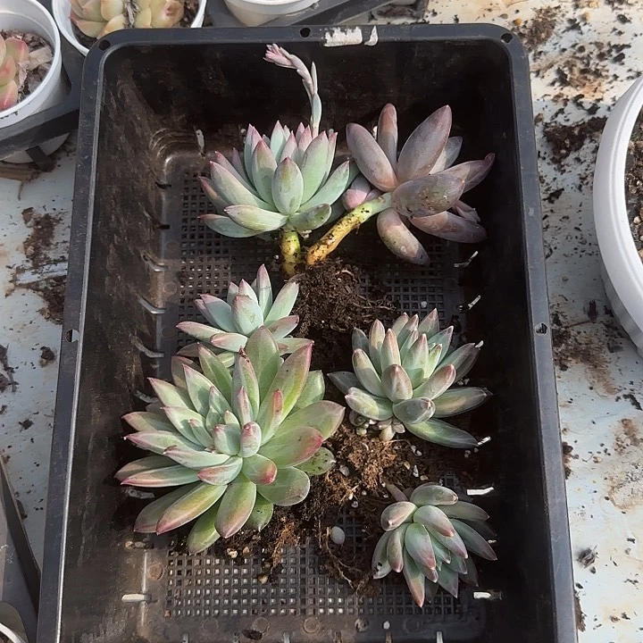 花时光精品多肉79