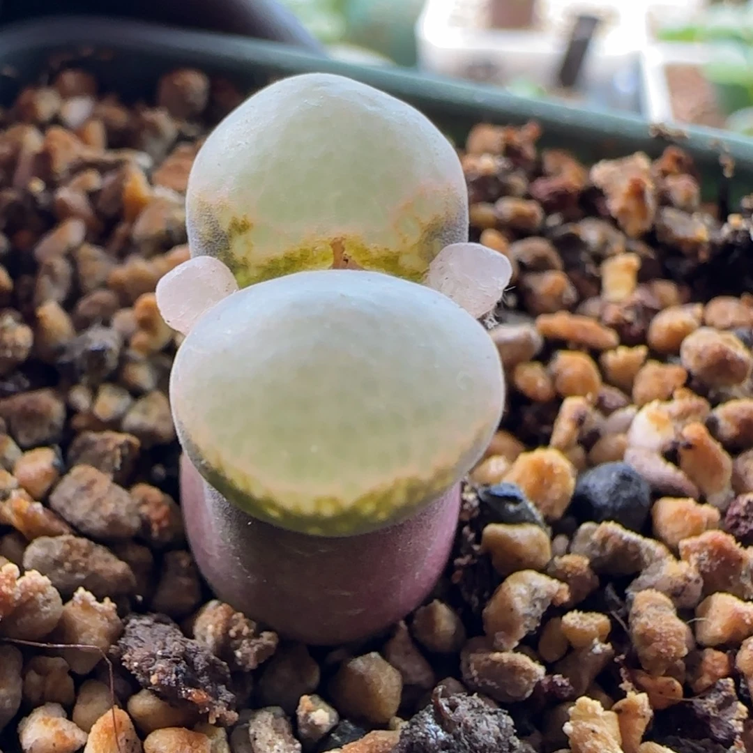 有瑕疵一丢丢。特。