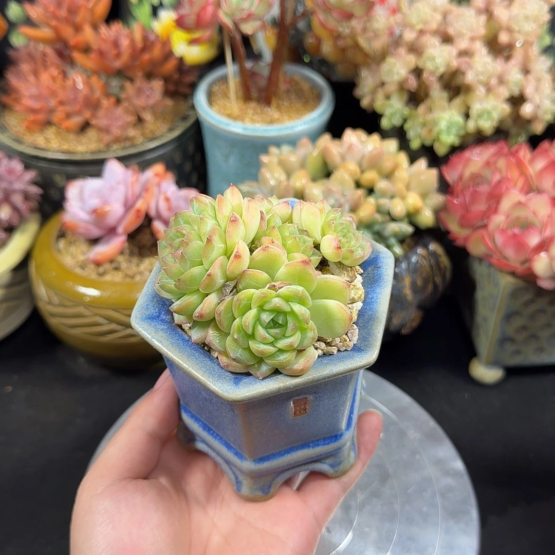 麦秆杂8cm带盆土发货