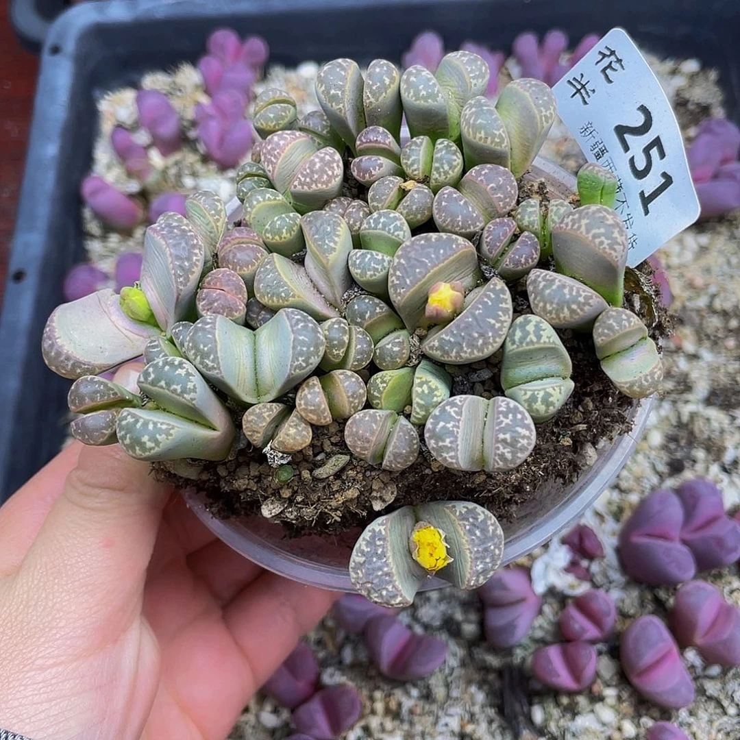 2510000000花花花花花花花