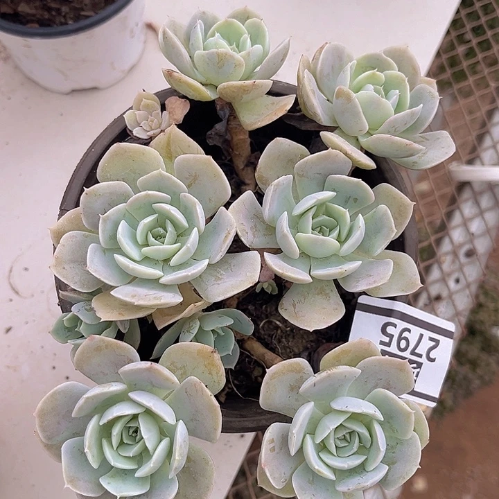 安娜玫瑰2795多肉植物