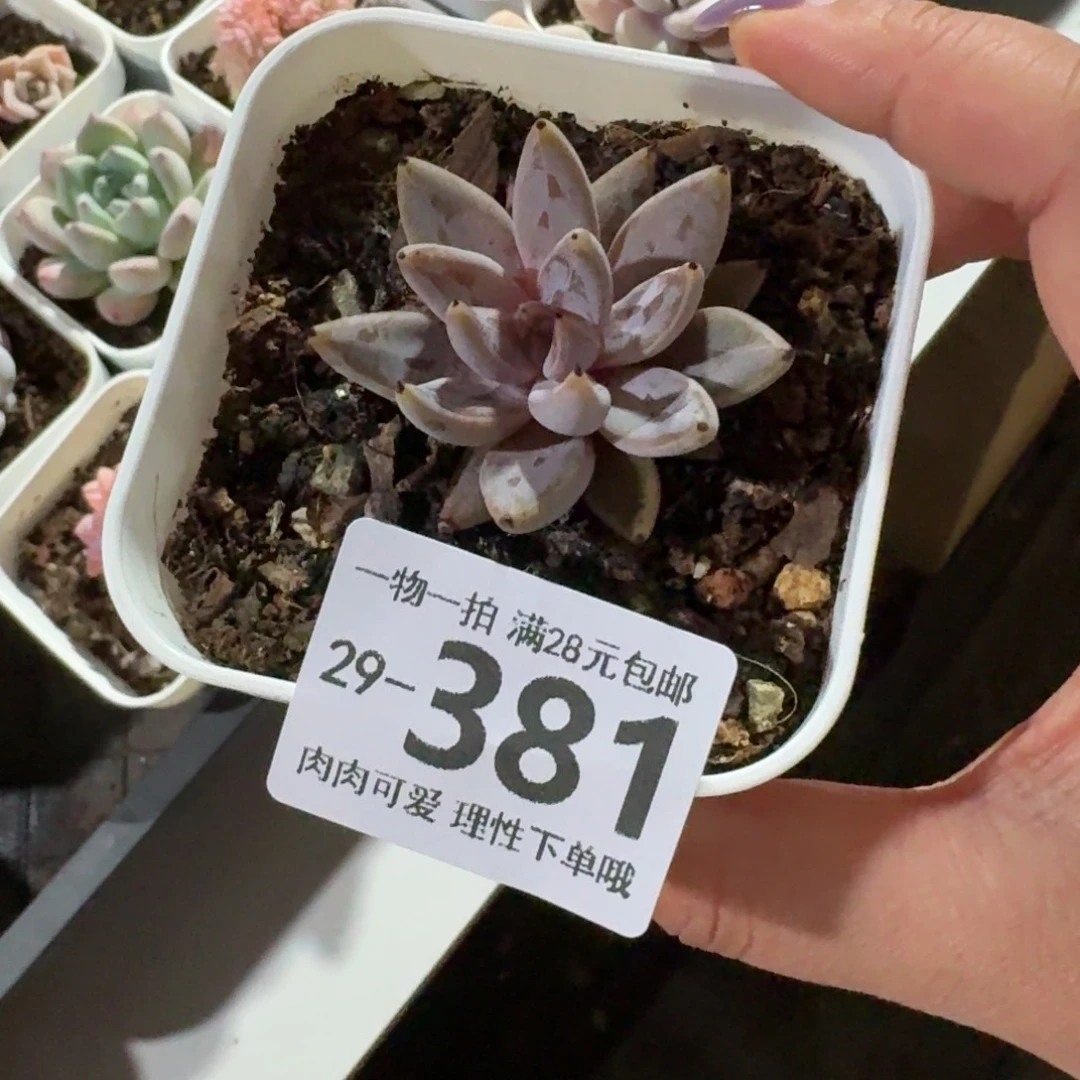 魔爪无盆土发货无盆