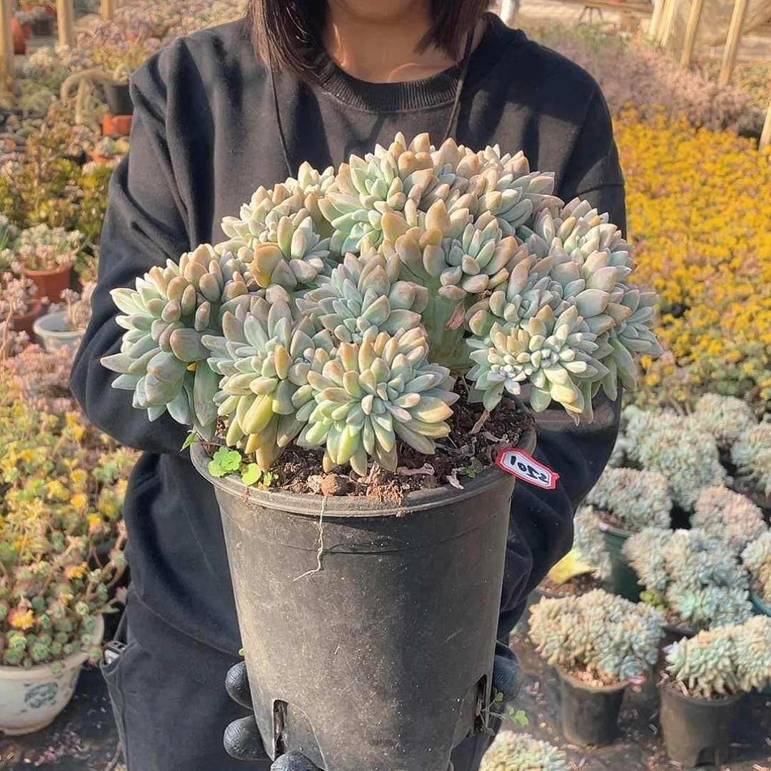 1052 淡雪缀 一物一拍多肉