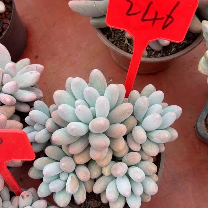 246汤圆平平安安健健康康