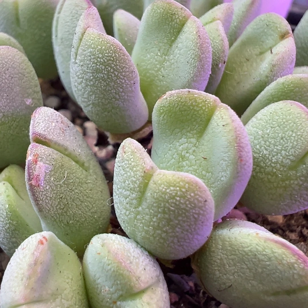 超级毛毛将 肉锥植物