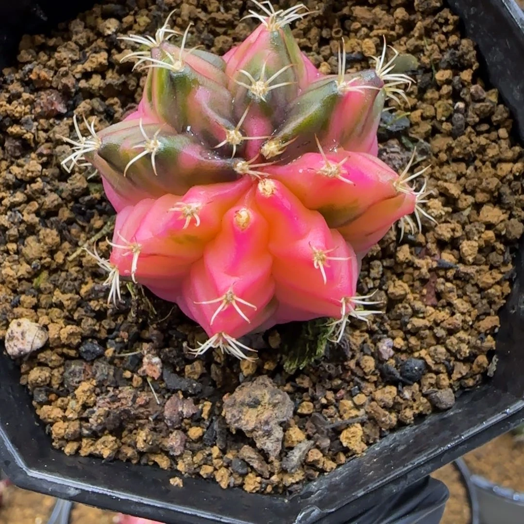 155号实生米哈锦特价