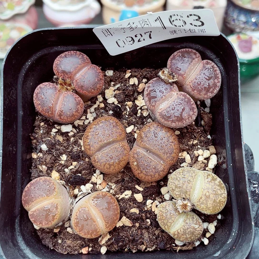 生石花满18包邮0927-163