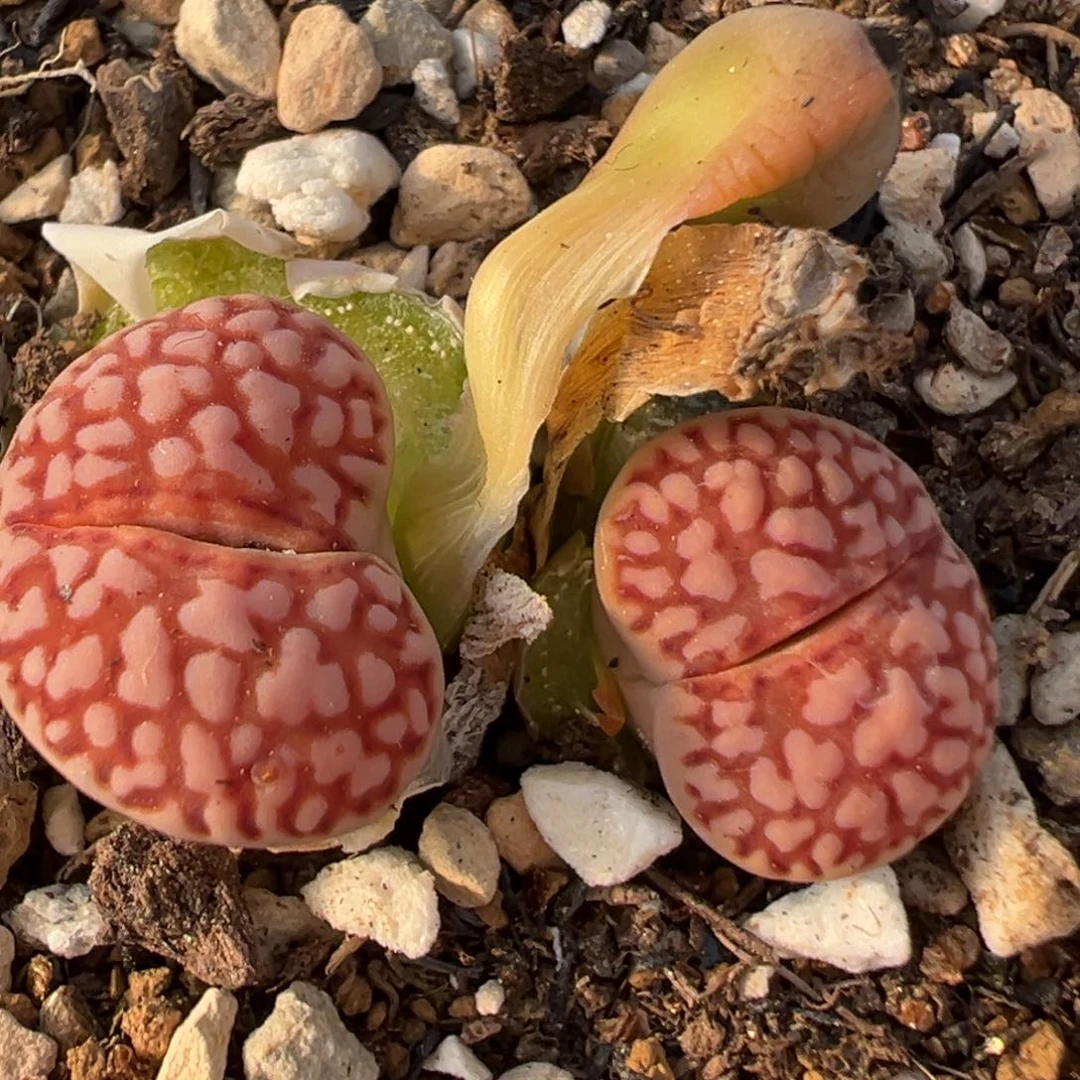 39多肉植物百科知识