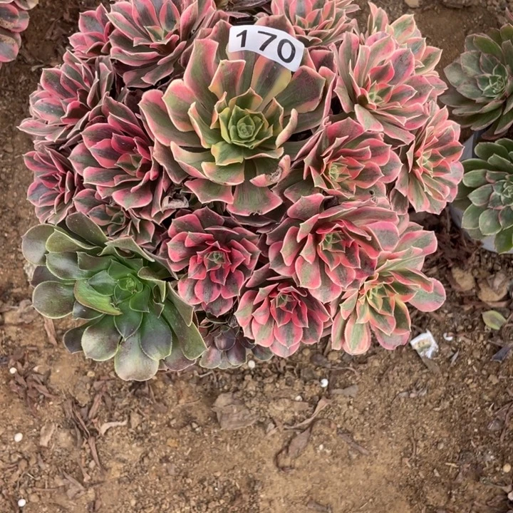 无花朵170多肉植物女妖