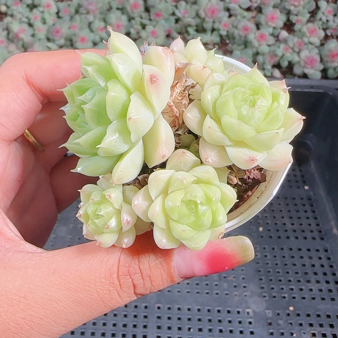 0923-60麦秆优选不包整