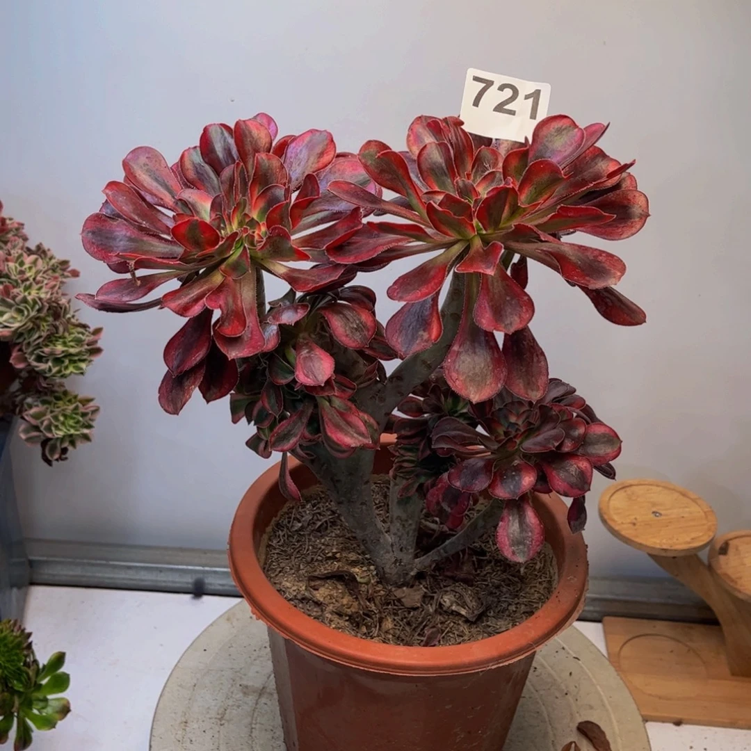 多肉植物香奈儿缀721