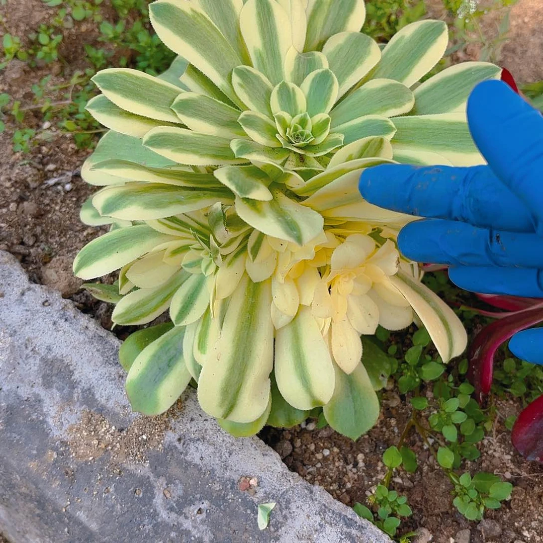 新尼亚手捧多肉植物