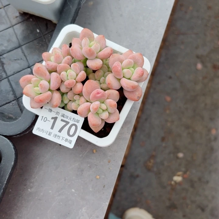 红洛神无盆土发货无