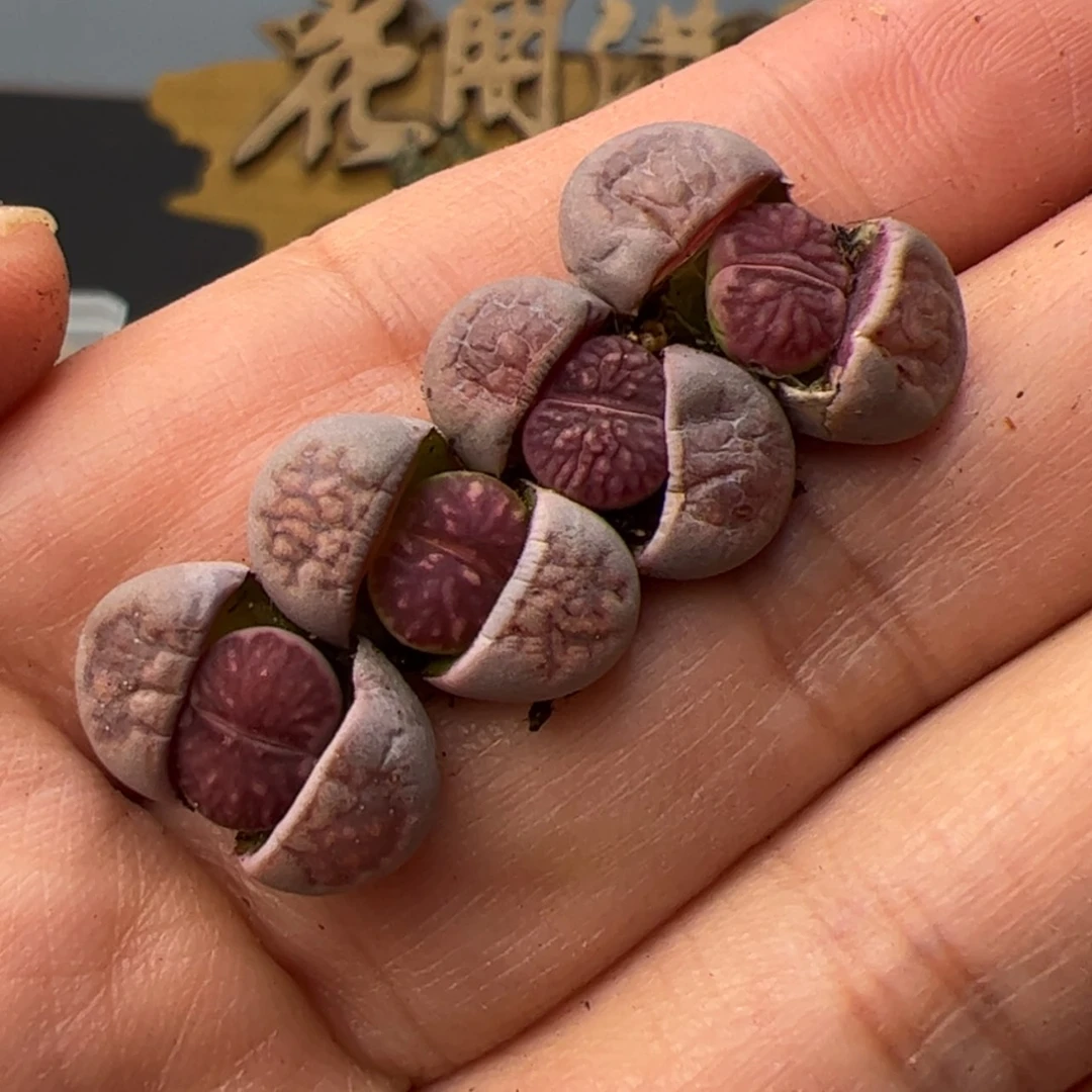 【闪购商品】000000001紫菊