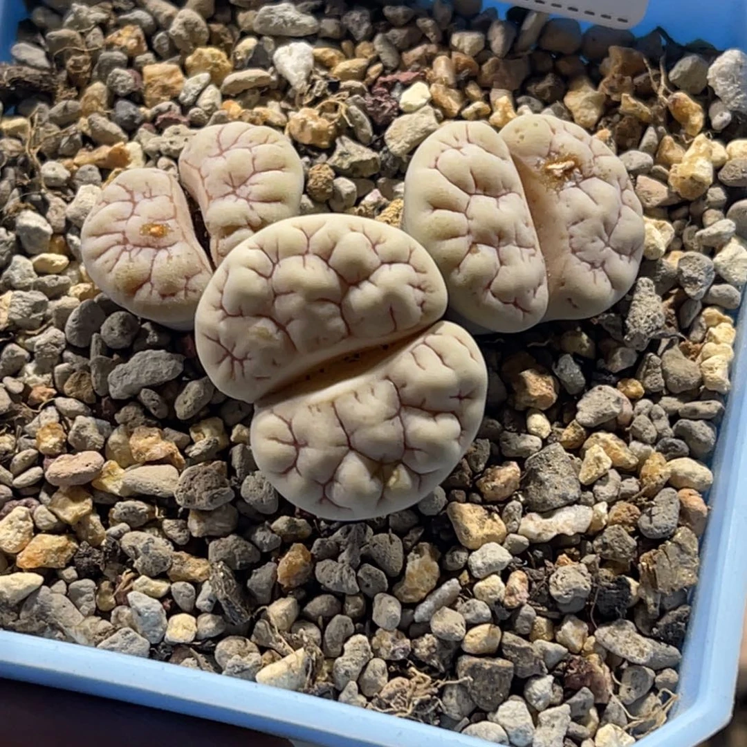 3093三头白底189群生