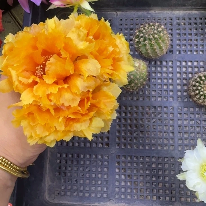 332彩草琉璃盏歪无根侧牙3公分左右，20包邮