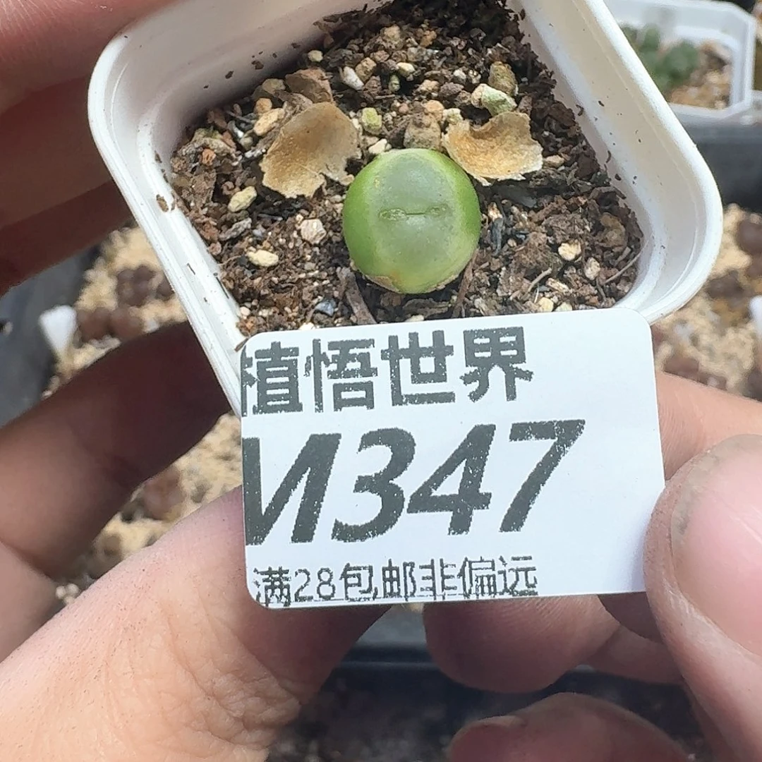 多肉植物的润泽地jhu