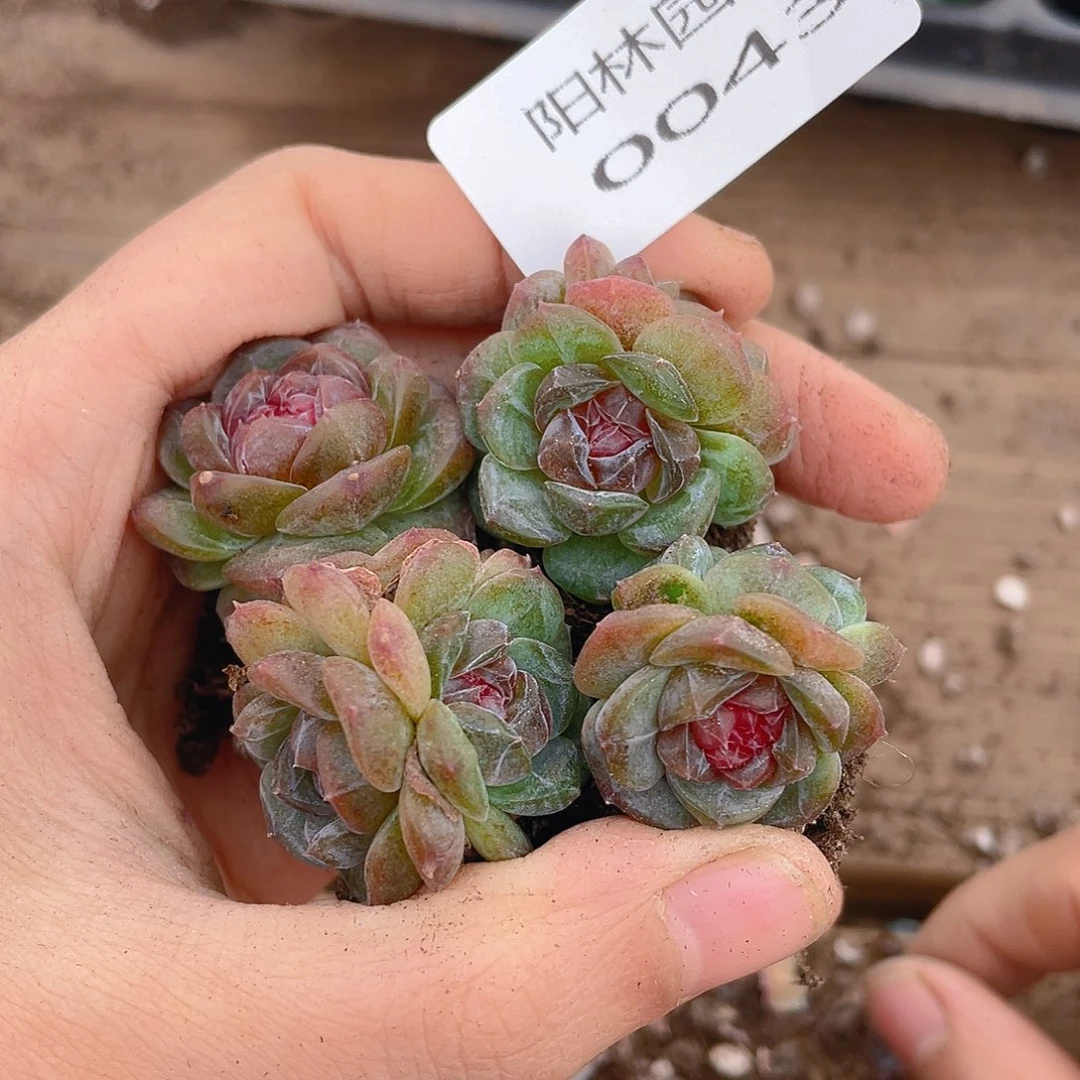 多肉植物多肉植物43