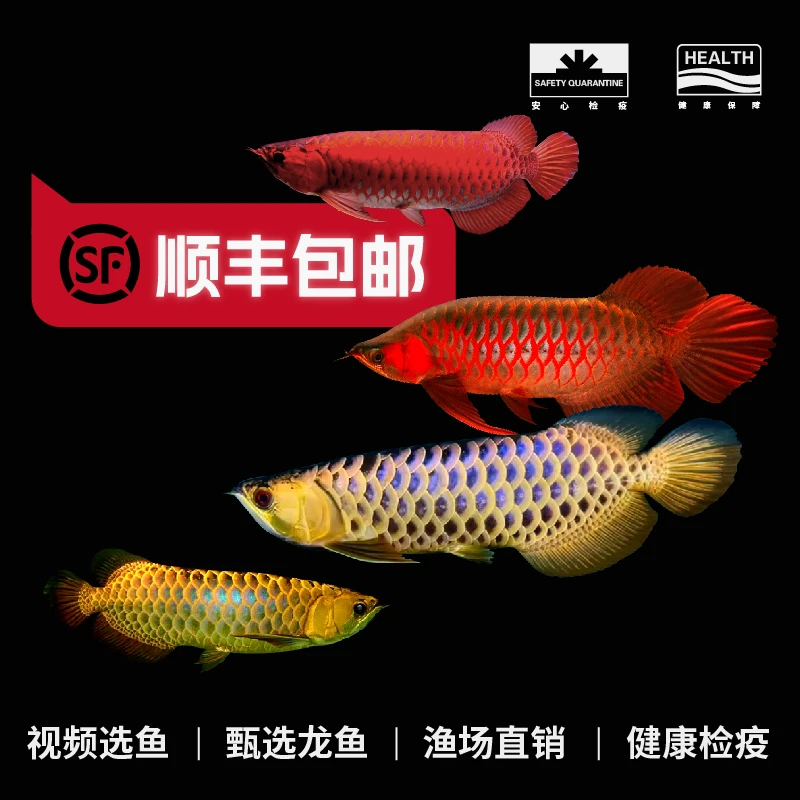 【直播间专属】红龙鱼活鱼印尼超血绿皮辣椒红龙鱼活体