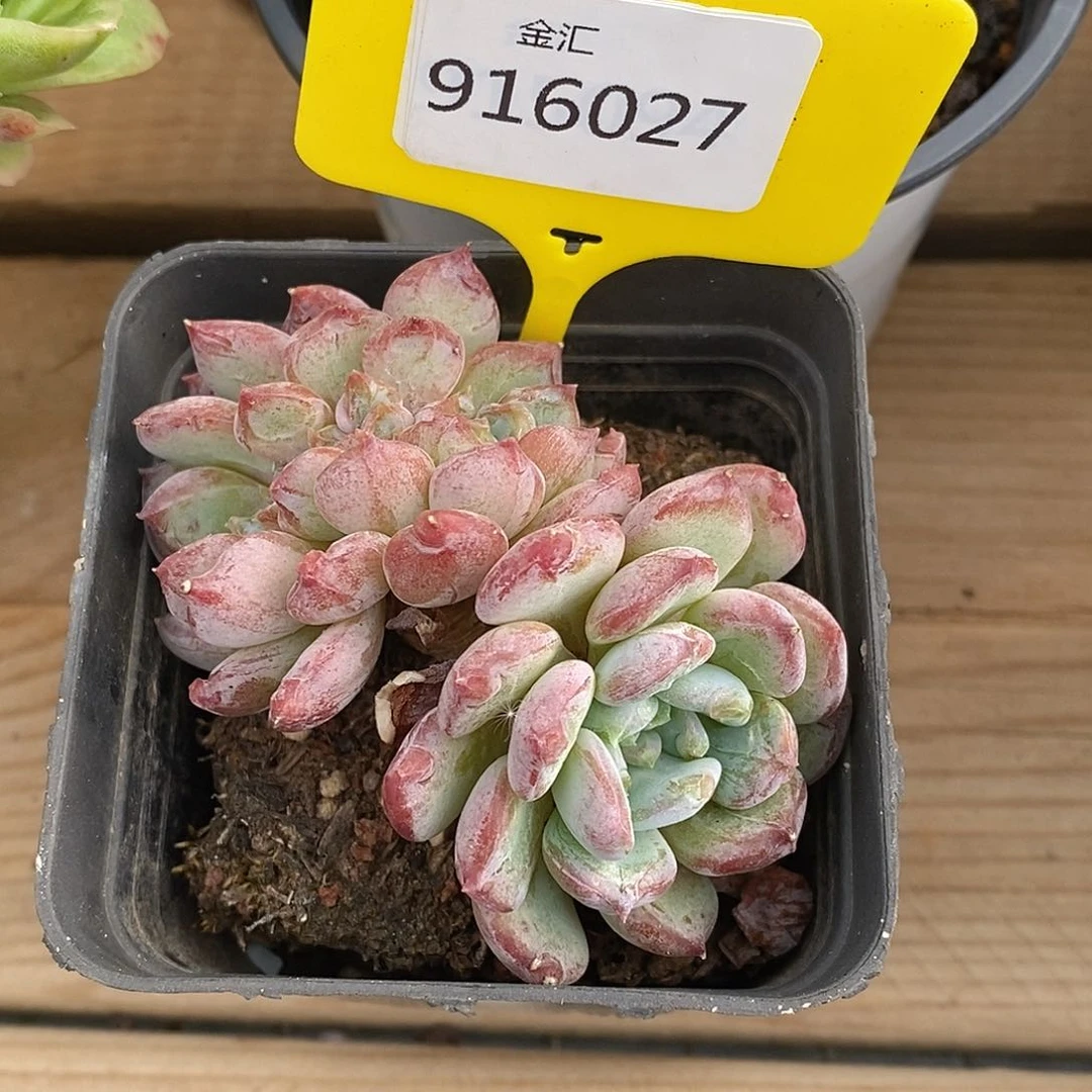 金汇园艺，916027玛瑙缀化