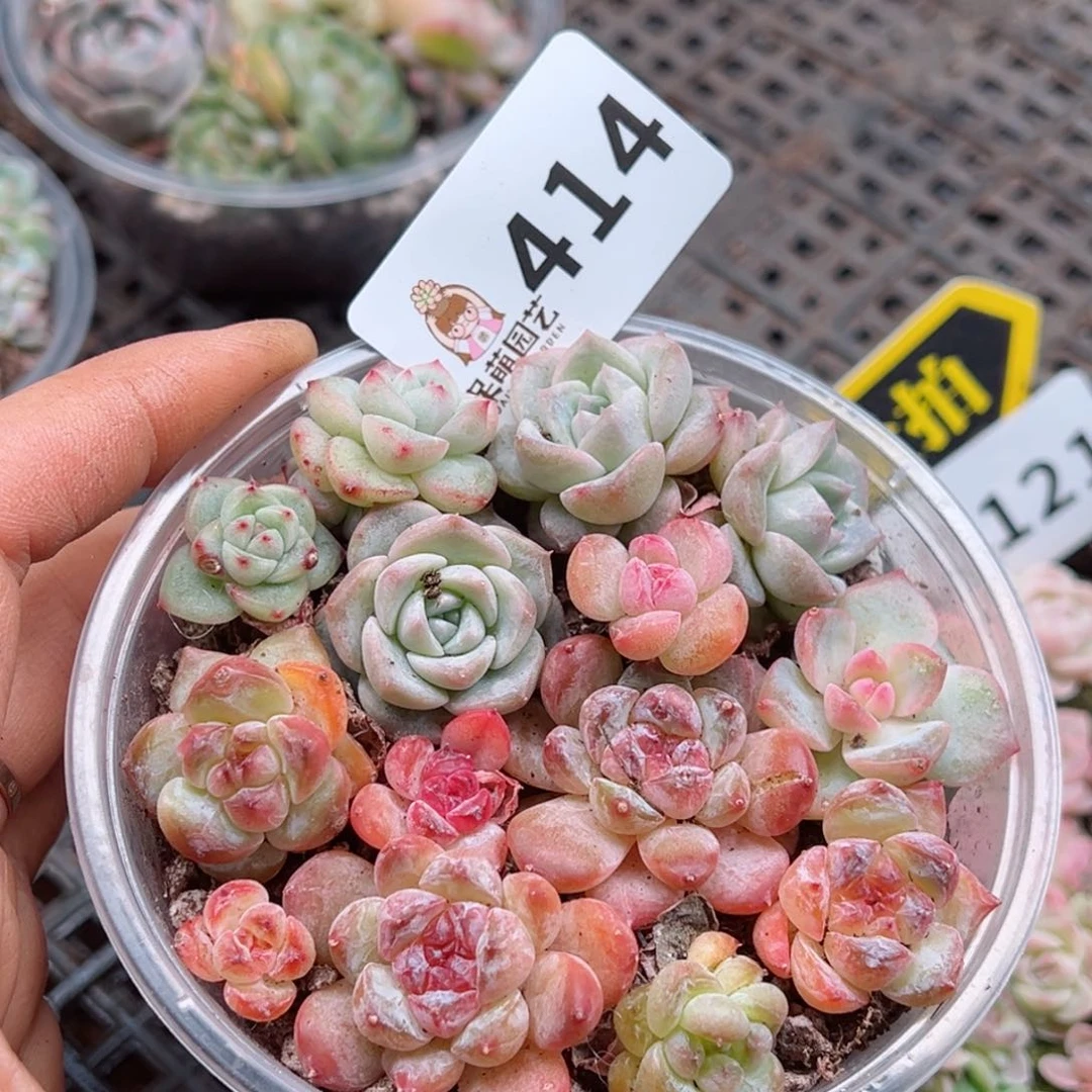 多肉植物多肉植物