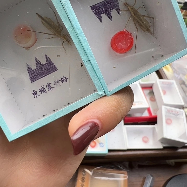 精品超大柬埔寨竹蛉两只