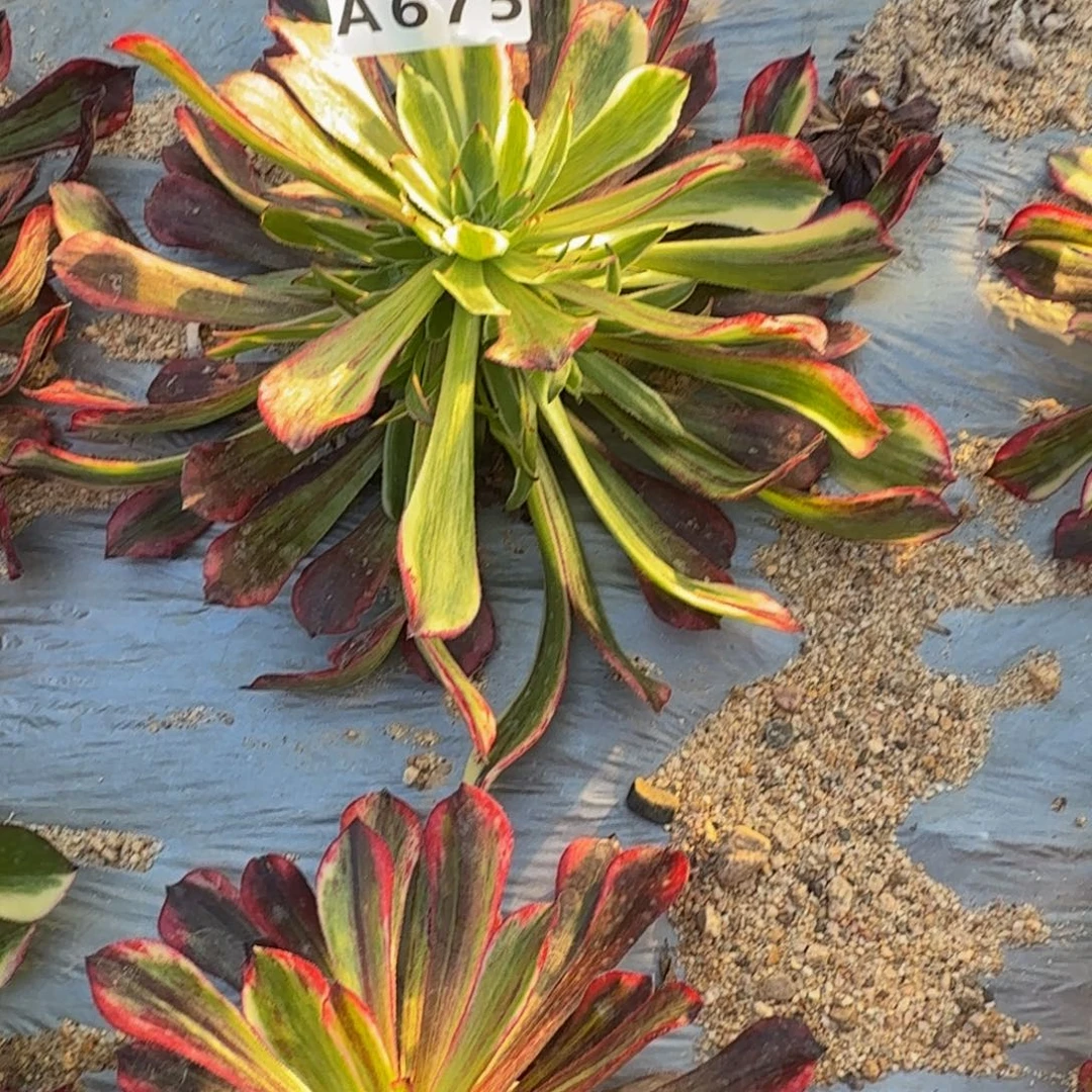 晋***红675同花顺 多肉植物