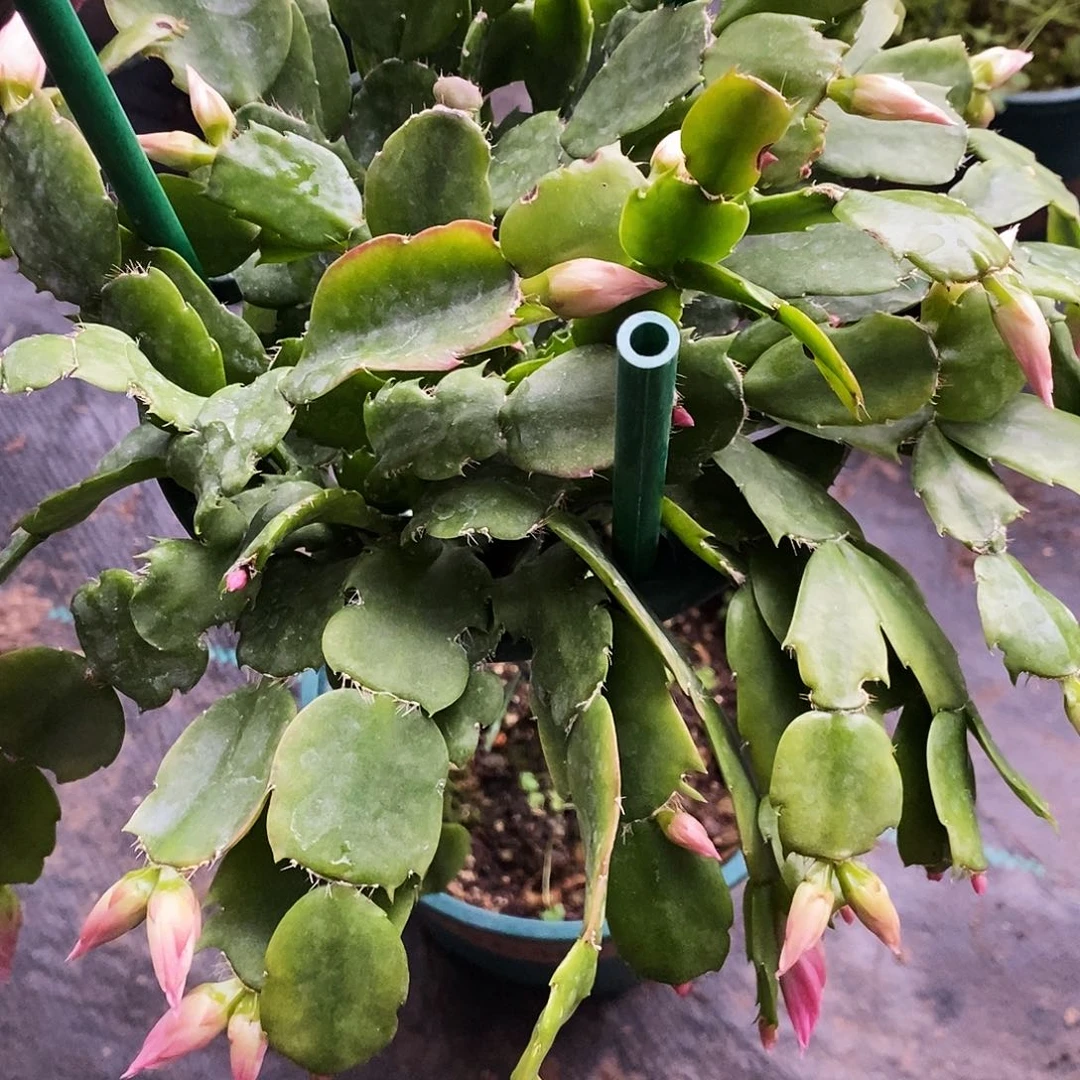 雨***虹完全开放叶仙嫁接一物一拍