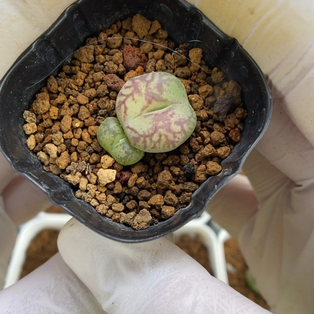 多肉植物肉锥杂交K-3875