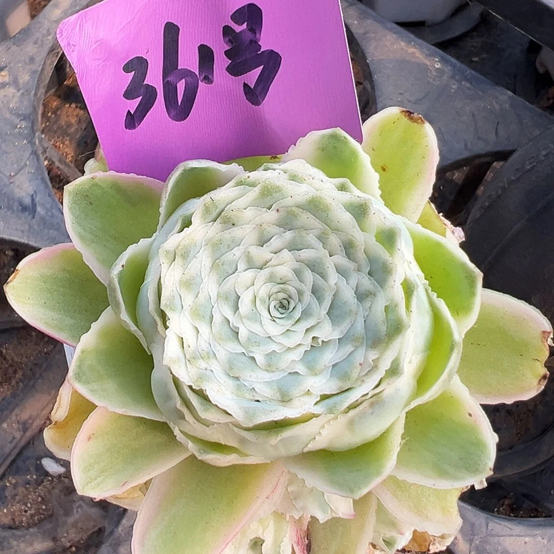 山地玫瑰锦秋夕5月26日361号