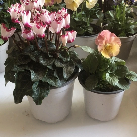 大部分花苞少量开放绞瑾花+迷你仙客来组合