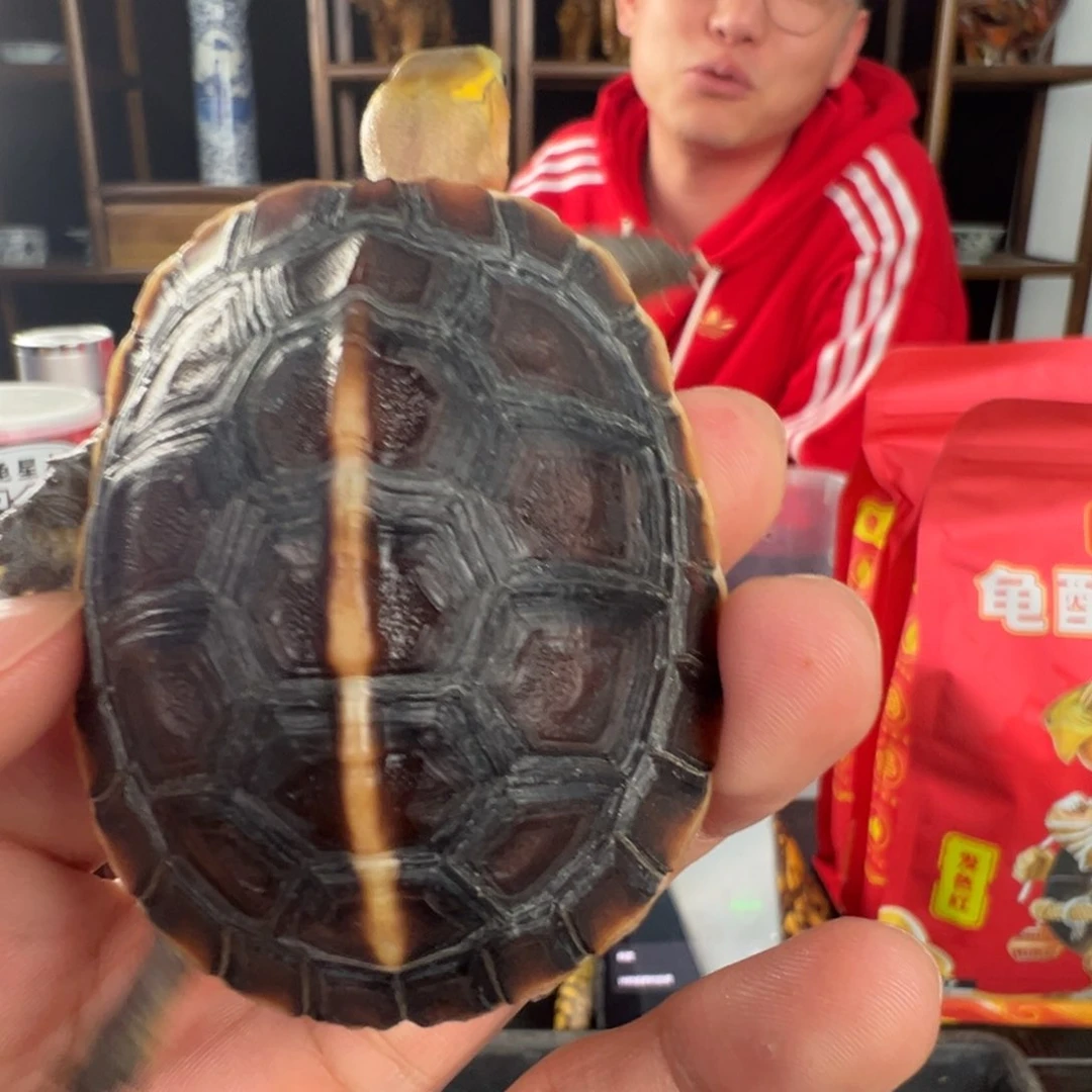 母小****#安猛体型