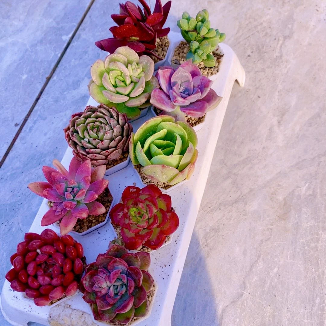 多肉植物1072指定十颗送小八角盆土托架