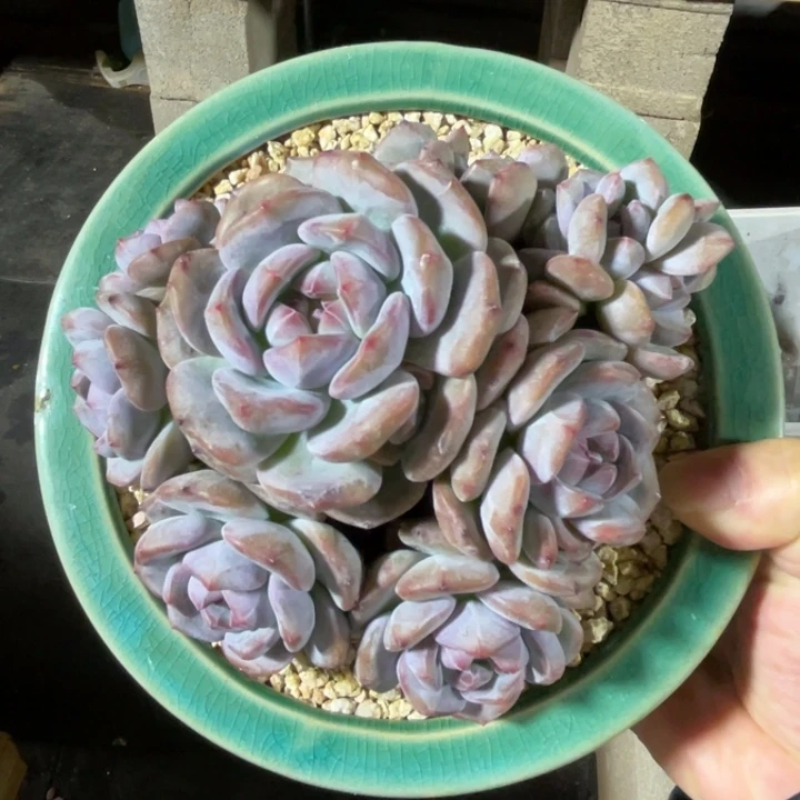 星影朵朵有摘 一物一拍不支持退换
