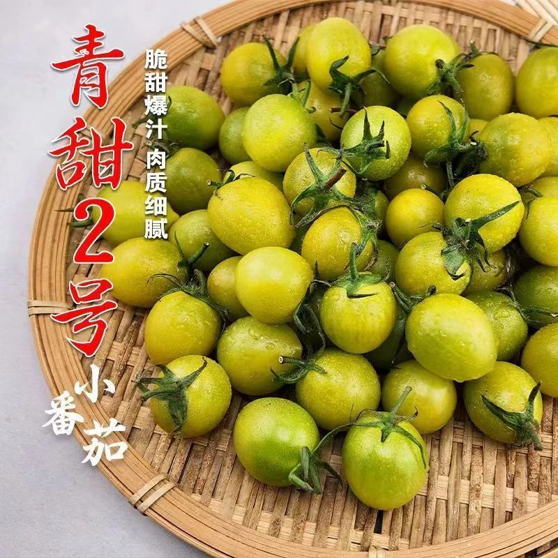【寿光番茄小镇直发】青田二号小番茄甜度高现摘现发顺丰包邮到家